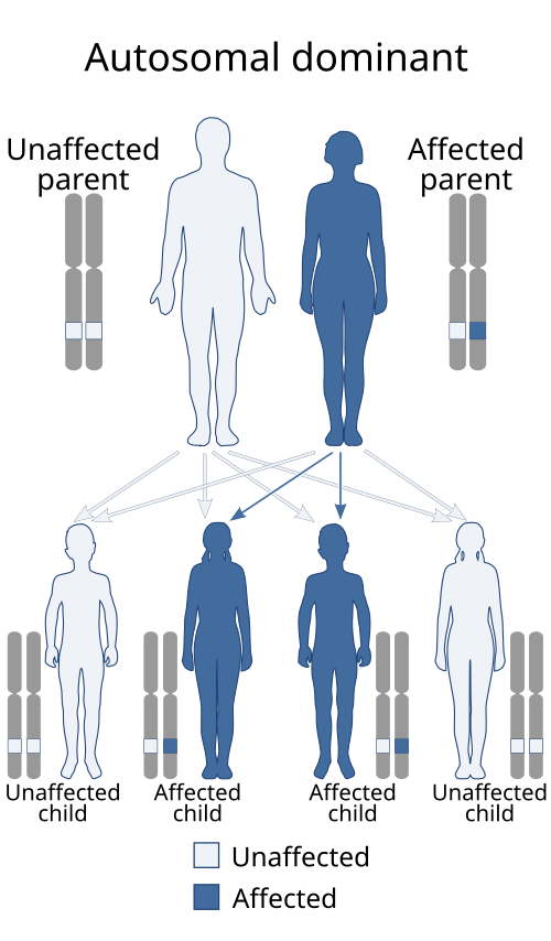 File:Autosomal dominant - en.svg