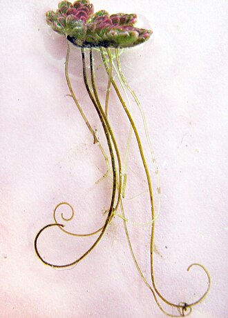 Single A. filiculoides plant showing the roots