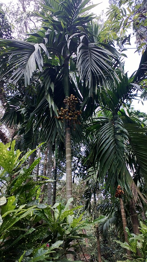File:Betel nut palms in Ponda, Goa.jpeg