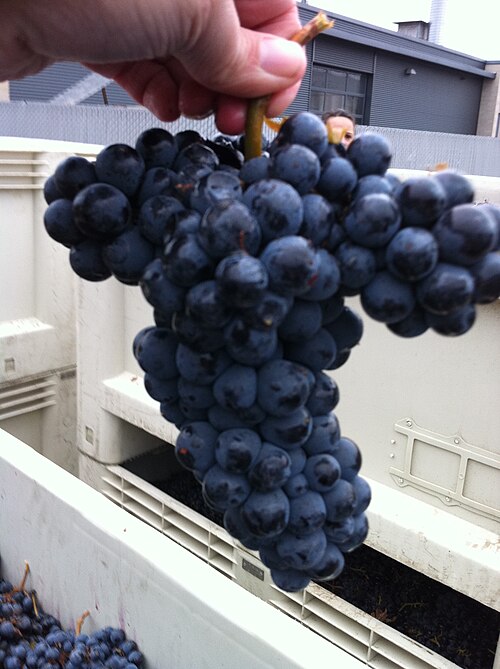 File:Cabernet Franc.JPG