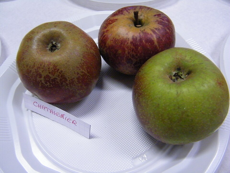 File:Châtaignier.JPG