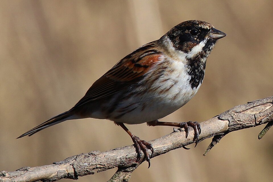 File:Common reed bunting (emberiza schoeniclus) m.jpg