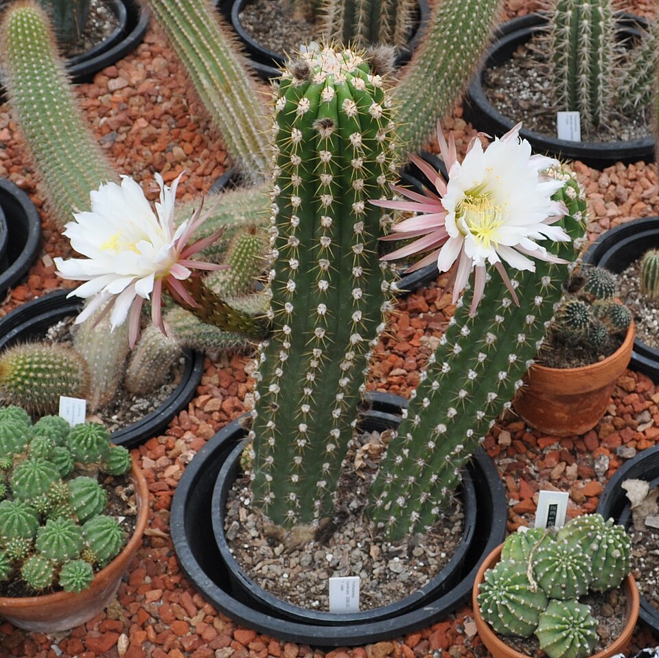 File:Echinopsis candicans in bloom.jpg