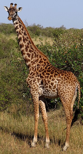 File:GiraffaCamelopardalisTippelskirchi-Masaai-Mara.JPG