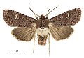 Thumbnail for version as of 22:49, 14 May 2017