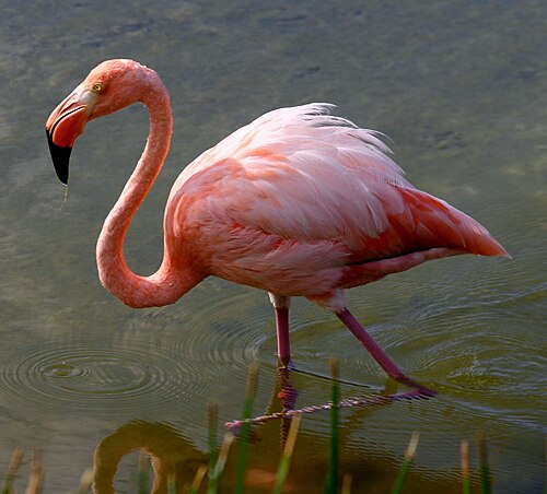 Greater flamingo Phoenicopterus roseus Galapagos Islands