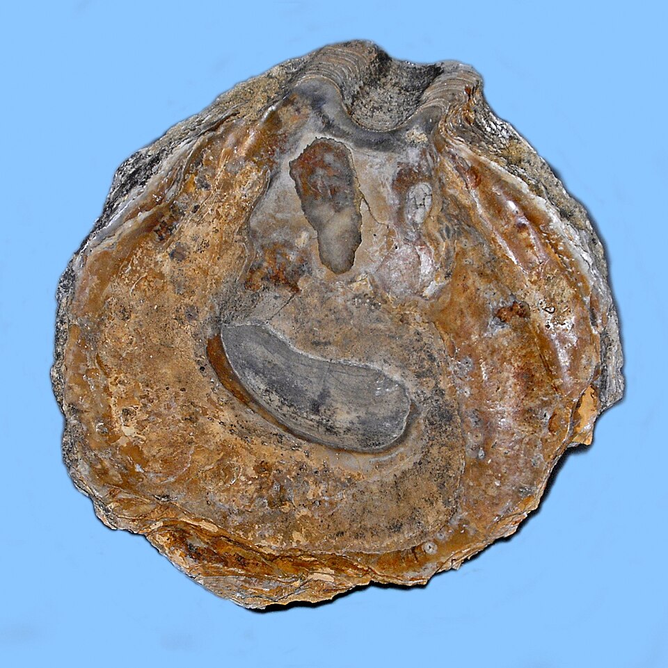 File:Gryphaeidae - Gigantostrea gigantica.JPG