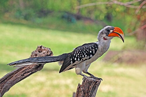 Jackson's hornbill Tockus jacksoni ♂Kenya