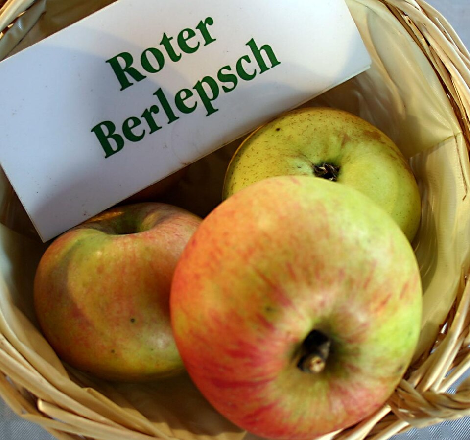 File:Malus-Roter-Berlepsch.jpg