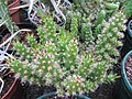 Opuntia cylindrica