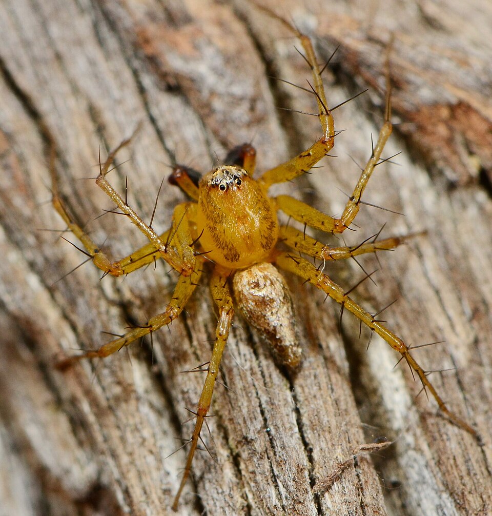 File:Oxyopes vogelsangeri 306410619 552571031.jpg