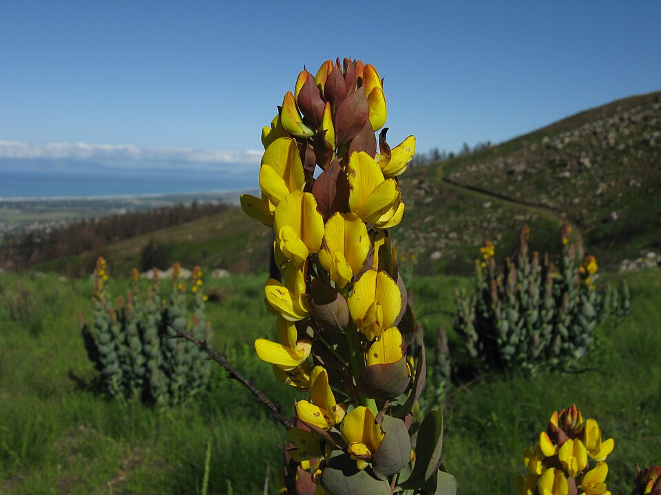 File:Rafnia triflora IMG 0393.JPG