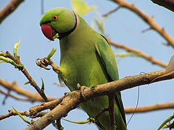 Green parrot with red beak and pink neck ring