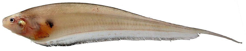 File:Sternopygidae Eigenmannia sp (white background).jpg