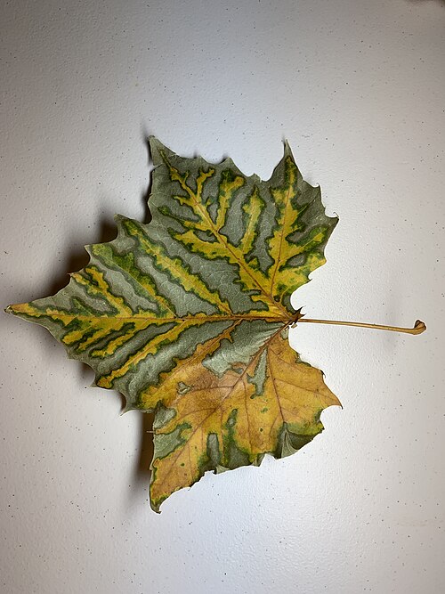 File:Sycamore Tree Leaf.jpg