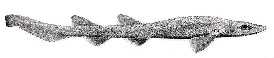 File:Bythaelurus canescens.jpg