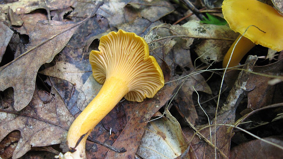 File:Cantharellus spectaculus.jpg
