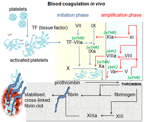 Imagine showing the coagulation, which includes a group of proteins that regulate clotting. Abnormalities in the cascade can alter the risk of DVT.