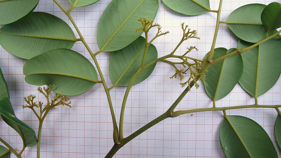 File:Dalbergia frutescens (Vell.) Britton (6538675667).jpg