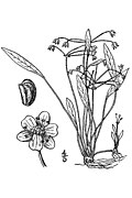 Pygmy chain sword plant