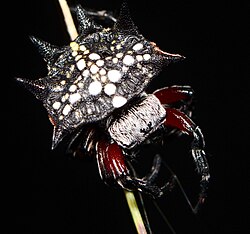 I. cicatrosa