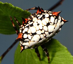 I. mossamedensis