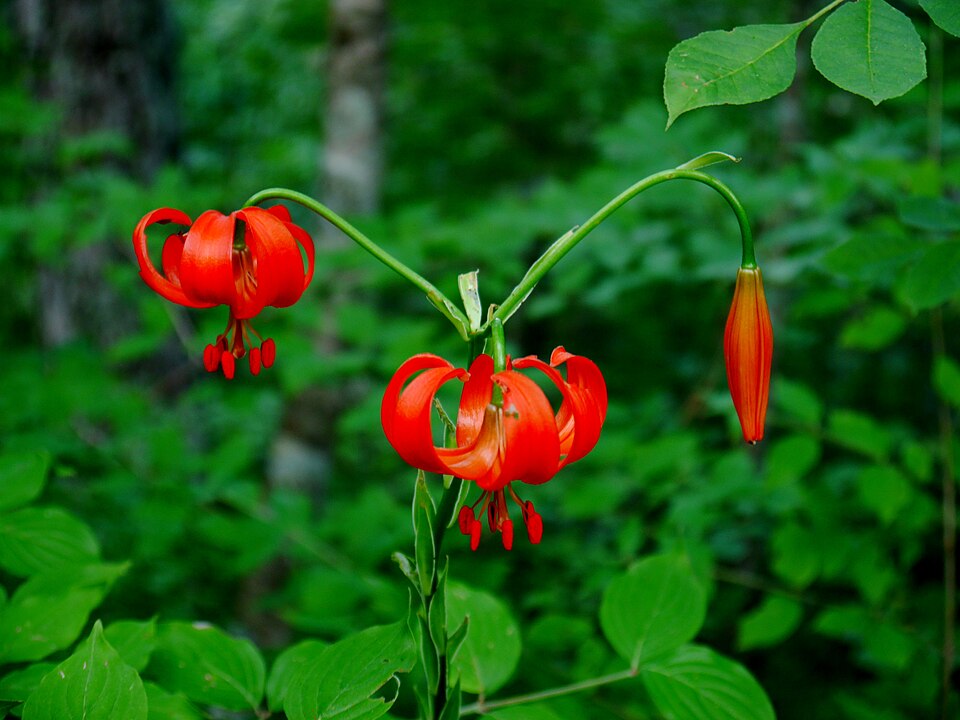 File:Lilium chalcedonicum on mount Olympus.jpg
