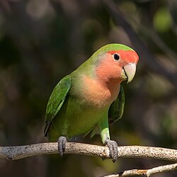 Rosy-faced lovebird Agapornis roseicollis Namibia