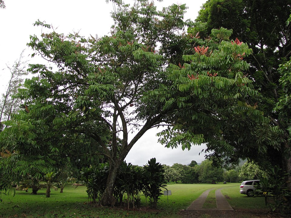 File:Starr-120606-6850-Carapa guianensis-habit-Kahanu Garden NTBG Hana-Maui (25118063306).jpg