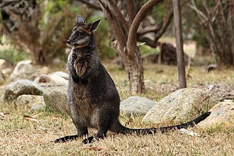 Swamp-Wallaby-joey-Wallabia-bicolor-cropped