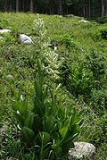 corn lily, ditto