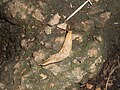 Which slug is this?