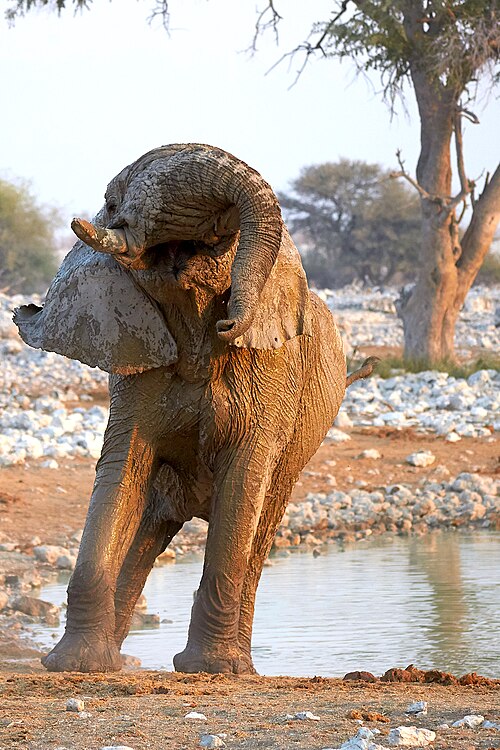 File:African Elephant Trunk Acrobatics 2019-07-25.jpg