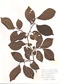 Pressed leaves Brighton Cemetery elm