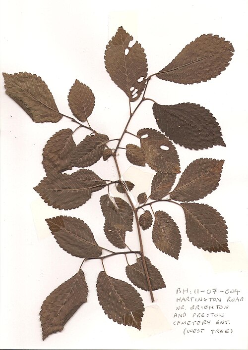 File:BH00018 Ulmus. Hartington Road, Brighton. (1).jpg