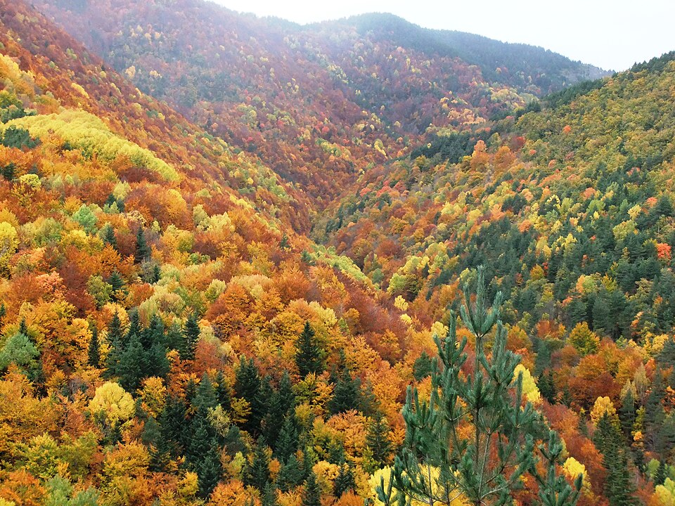 File:Bosque Fanlo-Sarvisé (Huesca, Pirineo Aragonés).JPG