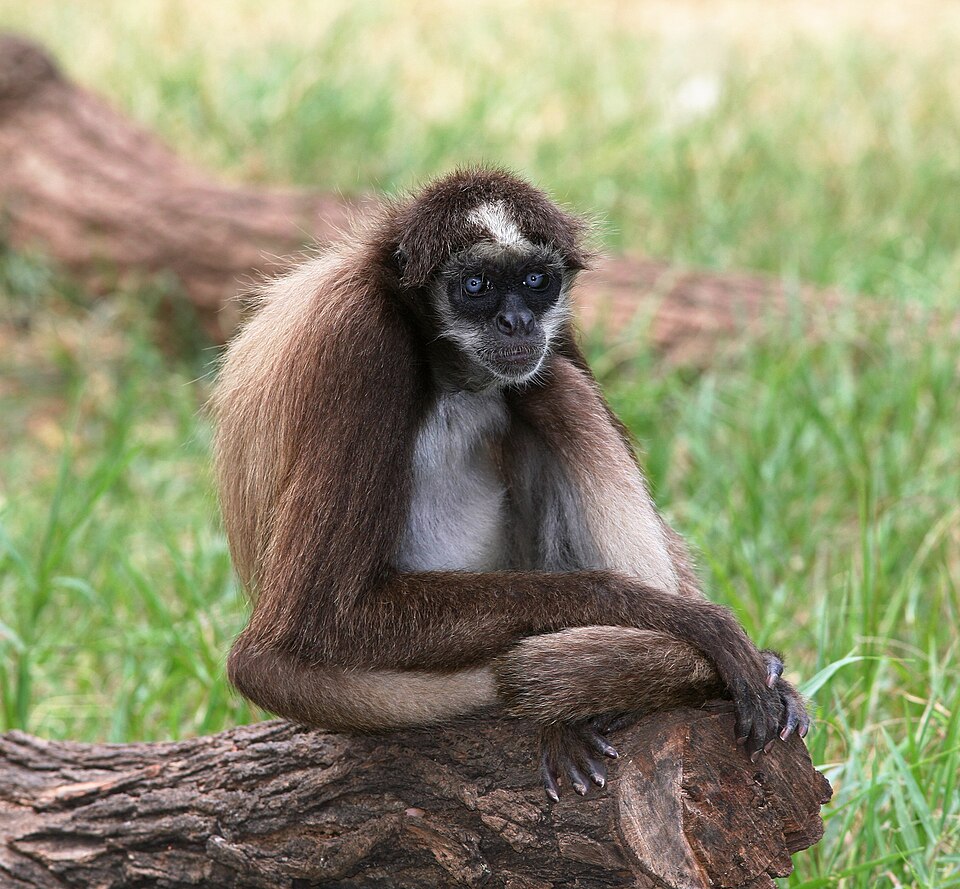 File:BrownSpiderMonkey (edit).jpg