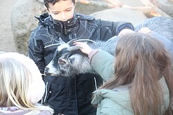 Goat being petted at Copenhagen Zoo's children's zoo