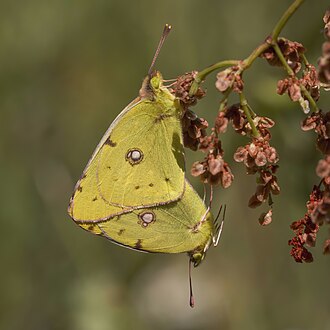 Colias croceus mating, by Charlesjsharp