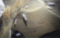 Thumbnail for version as of 02:32, 13 March 2023