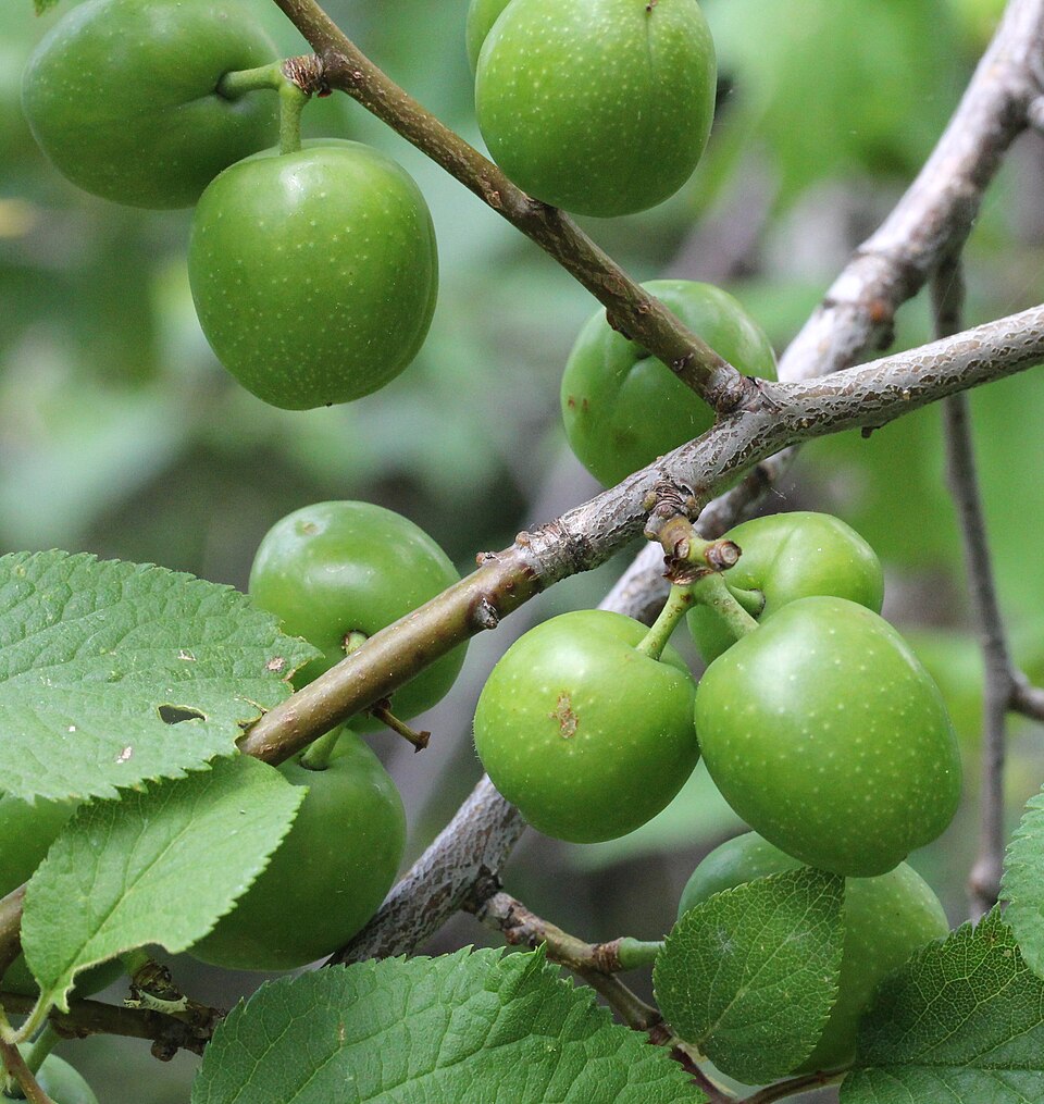 File:Prunus brigantina img-000182269O.jpg