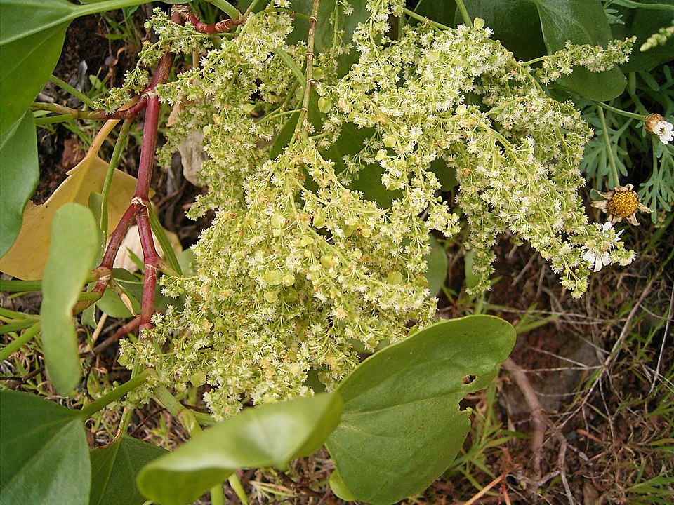 File:Rumex lunaria (Puntallana) 06.jpg