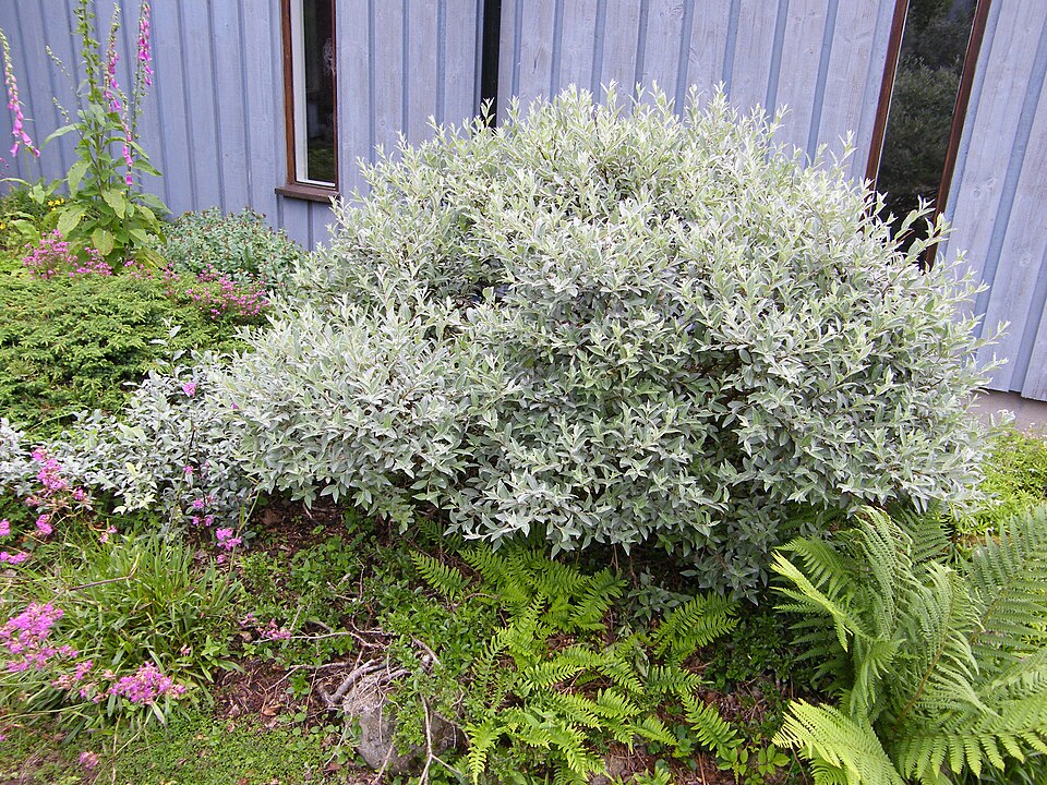 File:Salix lapponum General view.JPG