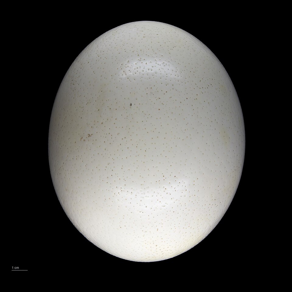 File:Struthio camelus MHNT.ZOO.2010.11.1.1.jpg
