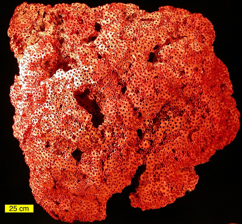 File:Tubipora01.jpg