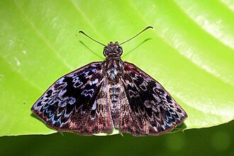 Widespread bentwing Cycloglypha thrasibulus Brazil