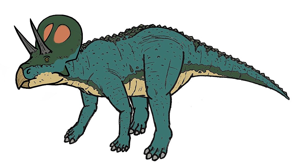 File:Zuniceratops 03844.JPG
