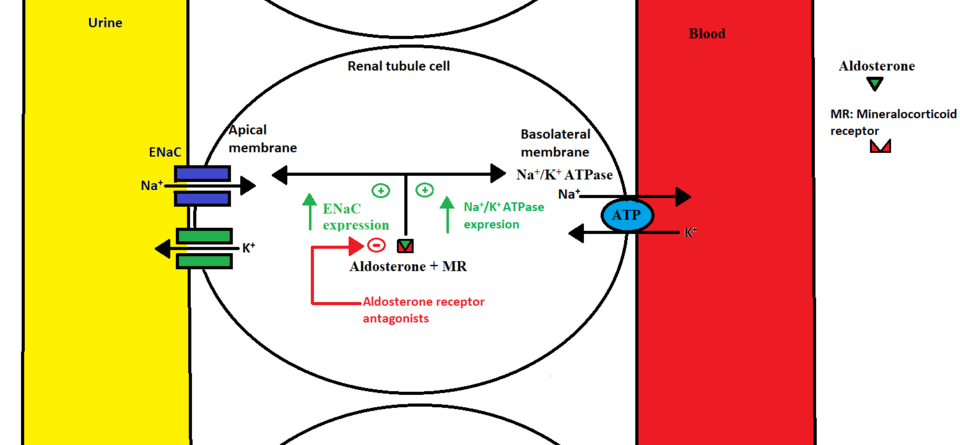 File:Antimineralocorticoid mechanism of action.png