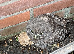 Juvenile