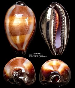 Erronea onyx (Cypraeidae)